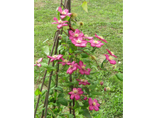 �������� "���� �� ����" 3 ������