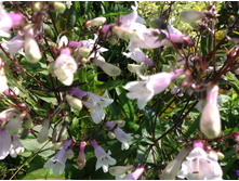 ��������� ��������������