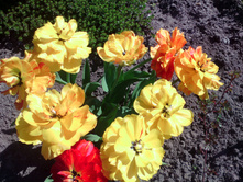 IMG 20170520 093616.jpg