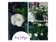 Bianco Natalie (13) — �����.jpg
