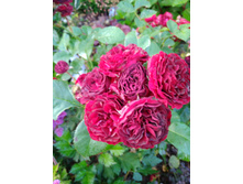 IMG 20180727 193232.jpg