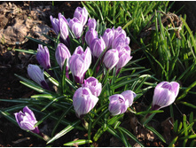 ������ ������� �����