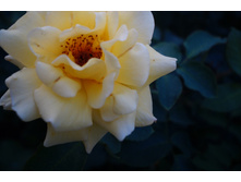 ���� �� ������� "���.���� ������ ������"���.oliskaAvto