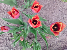 IMG 20170523 113040.jpg