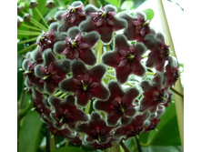 ���� Pubicalyx Red Button.