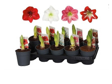 ����������� ���� - 350 ���.