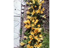 IMG 20170501 145622.jpg