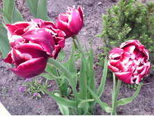 IMG 20170604 120100.jpg