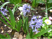 ������� ��� ����� ���