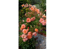 ����������