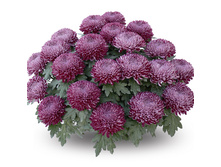 ��������� �����