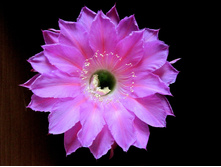 Echinopsis hybrid Maria Piazza