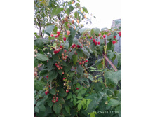 IMG 20180925 172026.jpg