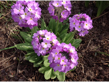 ������� �������������