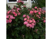 ���� ���������� ���� ���� ����������� � ������� 180�