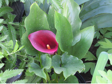 ����� "��� ����"