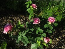 5870d339c8810 img3547.jpg