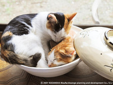 252582 216796685010995 6347894 n.jpg