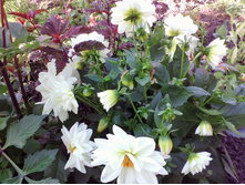 IMG 20170917 092006.jpg