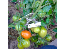 �������� ������, ���