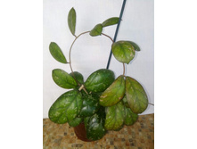 Hoya EPC-965 'Larisa' , ������������ ��������