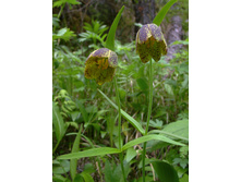 ������ ������