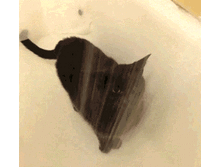 87a6cf410658.gif