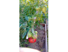 ������, ���