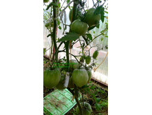 ��� �����������