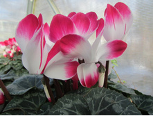 �������� ����������� ( ����� Indiaka)