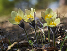 �������� ����������