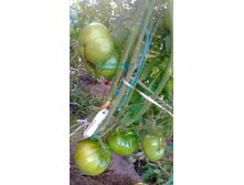 ������� �������