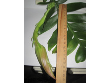 selenicereus chrysocardium