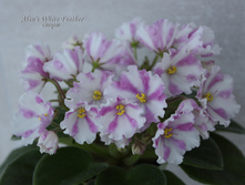 Alan's White Feather �����2.JPG