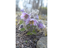 �������� �������