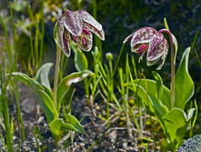 Fritillaria purdyi