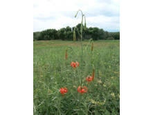 ����� ����������