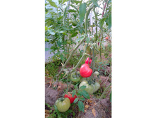 ����������� ���������