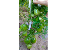 �������, ���