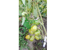 ����������, �����