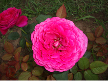 ������ ������� (2).JPG