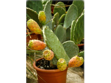 ������ ������� - 450 - 500 ���.