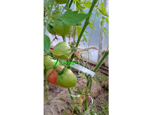 ��������, �����