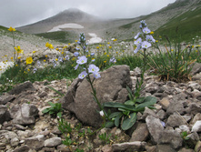 �������� ������������