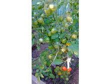 �������, ��� �����