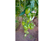 ��������, �����