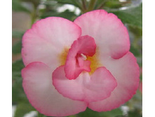 �������� Tamara Kchorkina(����).jpg