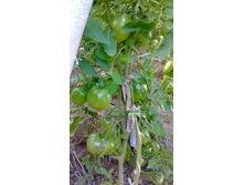 �������, ���