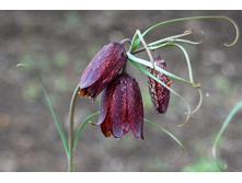 ������ ������� (F. ruthenica)