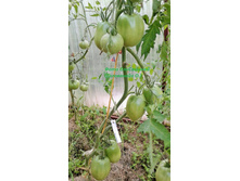 ���� �������, �����